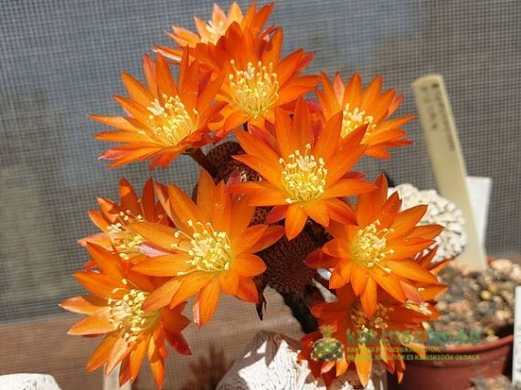 2019 legszebben virágzó kaktuszai