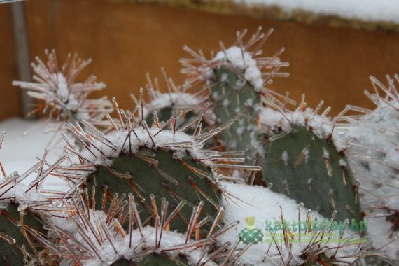 A kaktuszok télállóságának kialakulása – a sivatagból a fagyba