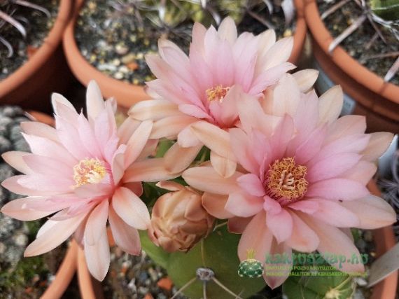 2018 legszebben virágzói