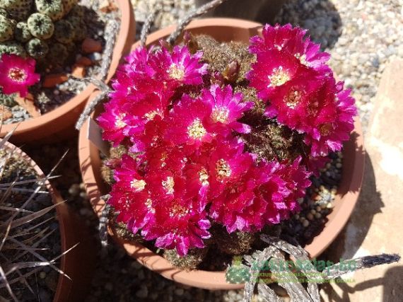 Sulcorebutia, nem kell óvakodni a törpétől