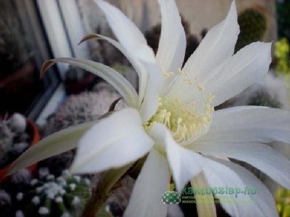 Mikor „keltsük fel” kaktuszainkat?