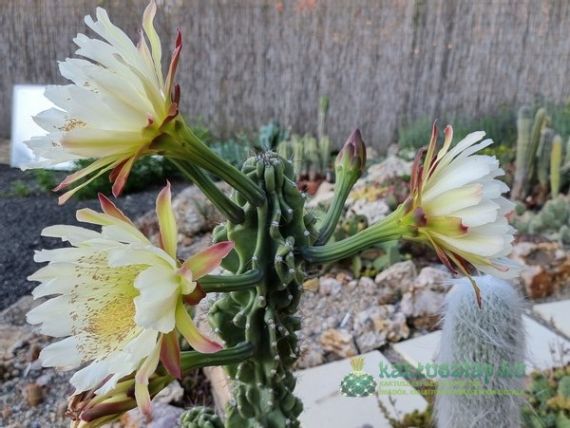 Mutánsok a kaktuszok között