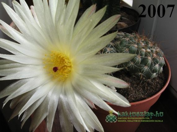 2004-2009 legszebben virágzói - a digitális kor hajnalán