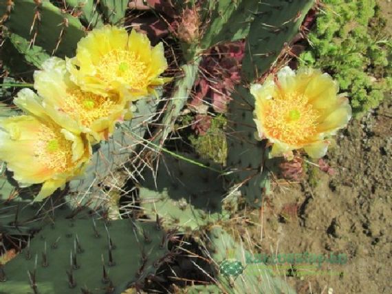 Szabadföldi tartás télen és egy fake new-ról röviden