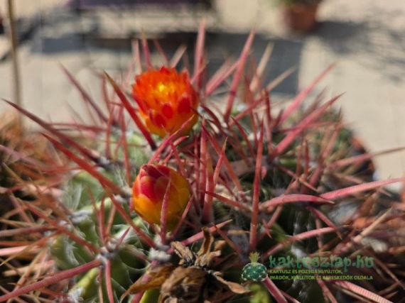 Feng Shui szerint: telepatikus önvédelem kaktusszal