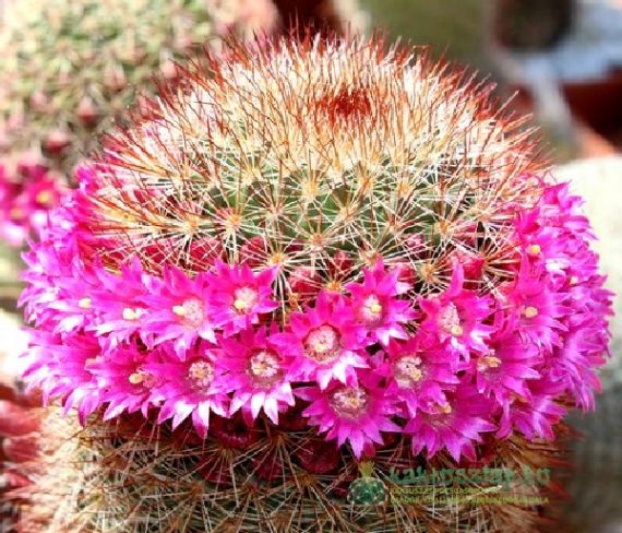 Hangyák a kaktuszok között: károsak vagy sem?