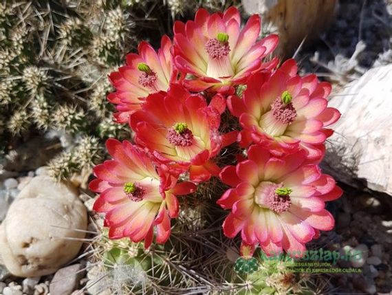 2018 - a sziklakert legszebben virágzói