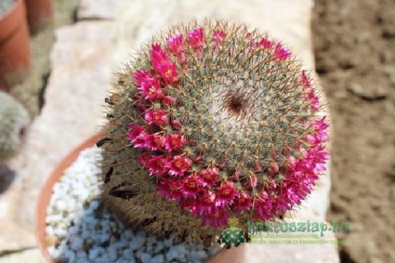 Kaktuszvásárlás profi módra