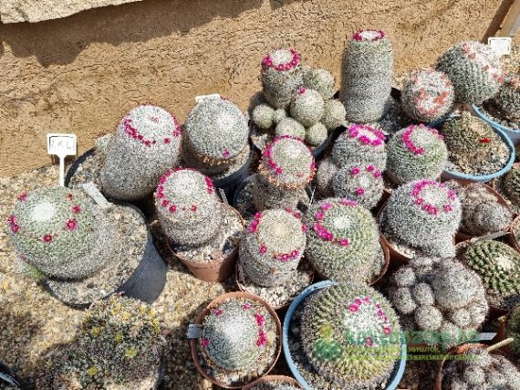 Sivatagi hangulat a kertünkben