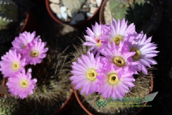 Teendők decemberben