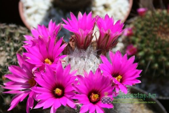 2014 legszebben virágzó kaktuszai