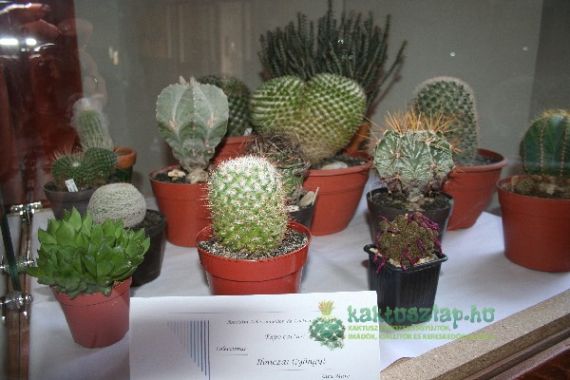 Első alkalommal vettem részt kiállítóként a szatmári kaktuszexpón, 2011-ben