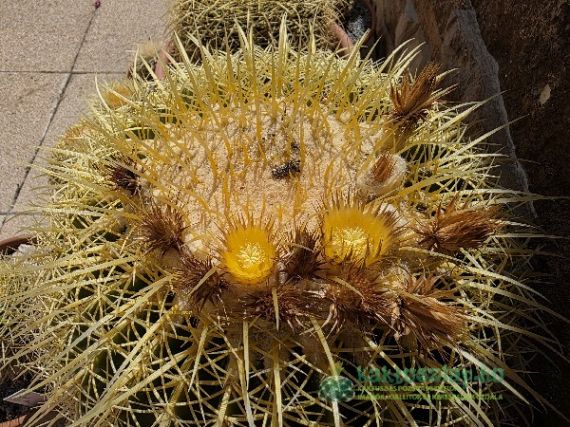 Echinocactus grusonii, az imádnivaló anyóskaktusz