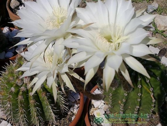 Echinopsis eyriesii avagy a sünkaktusz