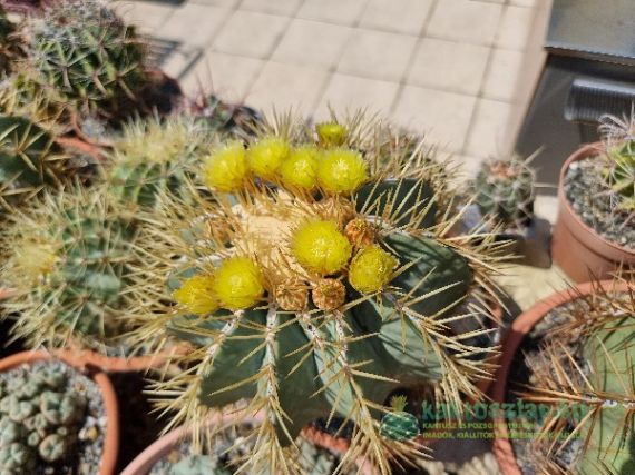 Ferocactus glaucescens, a hamvas hordó
