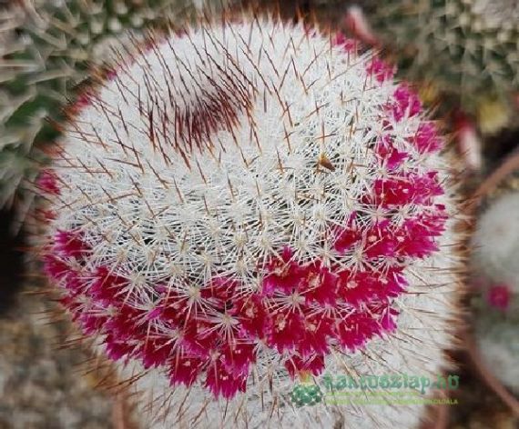 Ahol a kaktusz is otthon van