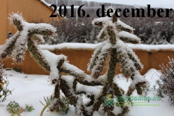 Télállóak hó alatt