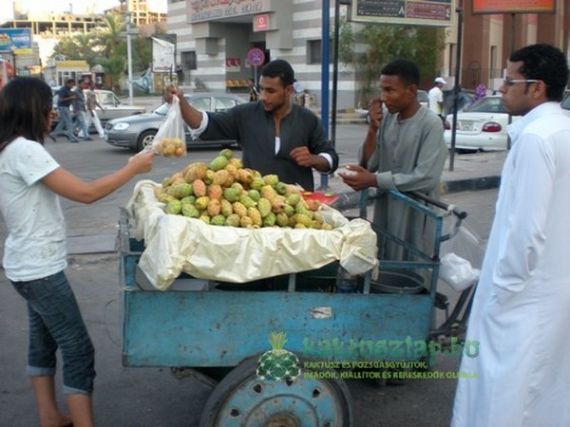 Kaktuszfügét árultak az utcán