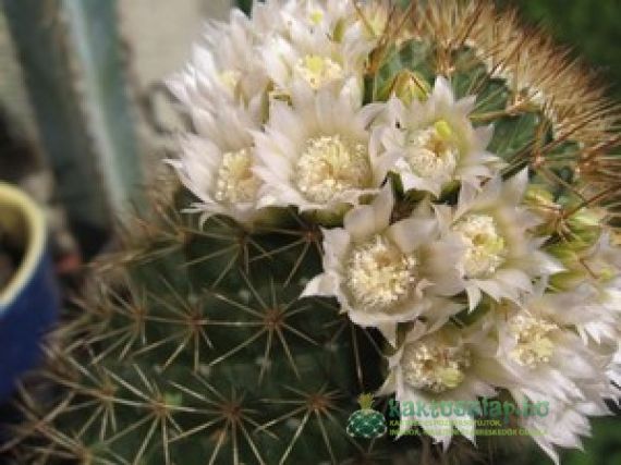 A végzetes gombásodás