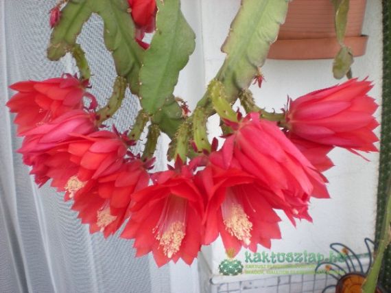 Levélkaktusz varázs: Epiphyllum gondozása és teleltetése – tippek a bőséges virágzáshoz