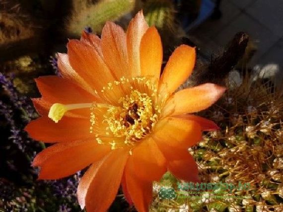 Mennyire NE locsold a kaktuszokat?