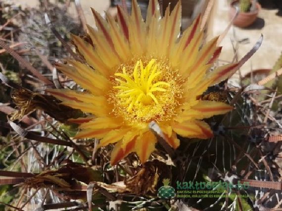 Elpusztíthatatlan kaktuszvírusok