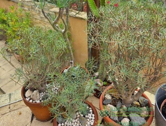 Euphorbia balsamifera