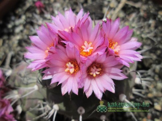 2013 legszebben virágzói - saját gyűjtemény