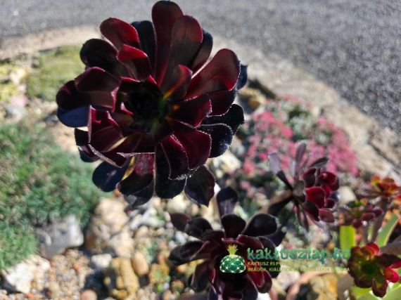 Aeonium arboreum - a „gaz“