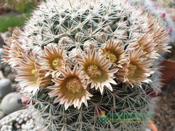 Mammillaria grusonii, maga nemében az óriás