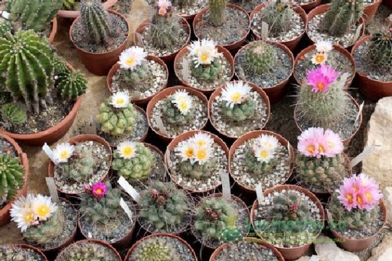 Agyag versus műanyag