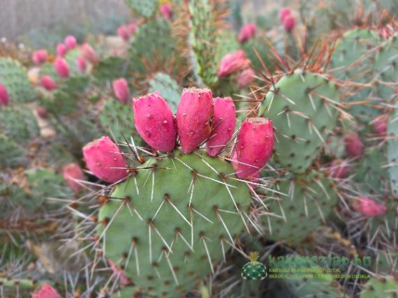 Szúrós külső, lédús belső: Hogyan együnk kaktuszgyümölcsöt sérülés nélkül?