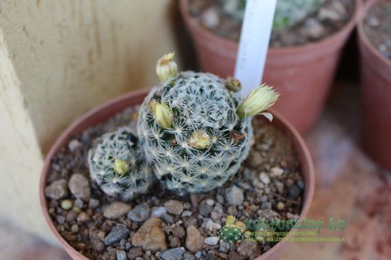 Mammillaria duwei