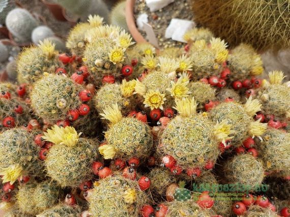 Mammillaria prolifera, a gyors telepes