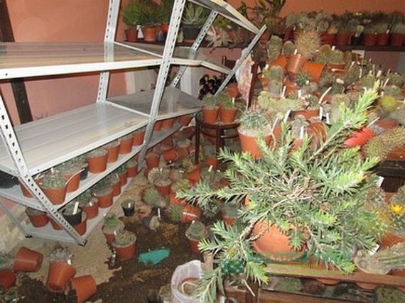 Egy tragikus nap története: nyakamba szakadó kaktuszok