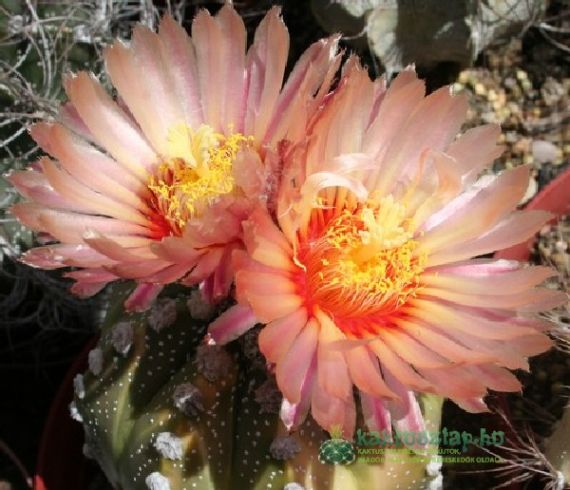 Kaktuszgyilkosokról általában