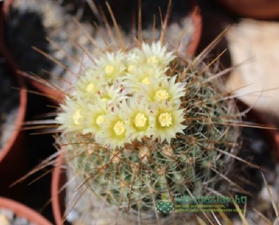 Hogyan teleltessük kaktuszainkat?