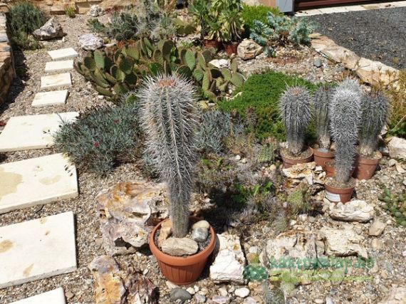 Meddig élnek a kaktuszok?