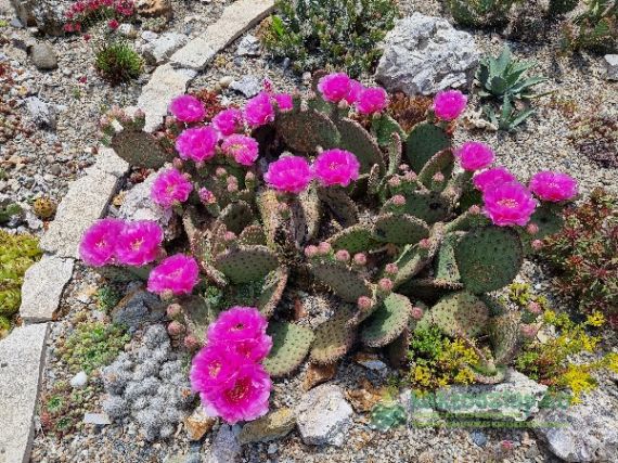 „Nem a fagytól félünk, hanem az olvadástól” – Mit is jelent valójában a télállóság és a fagytűrés?