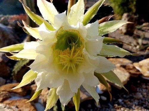 Harrisia jusbertii – a természetes hibrid