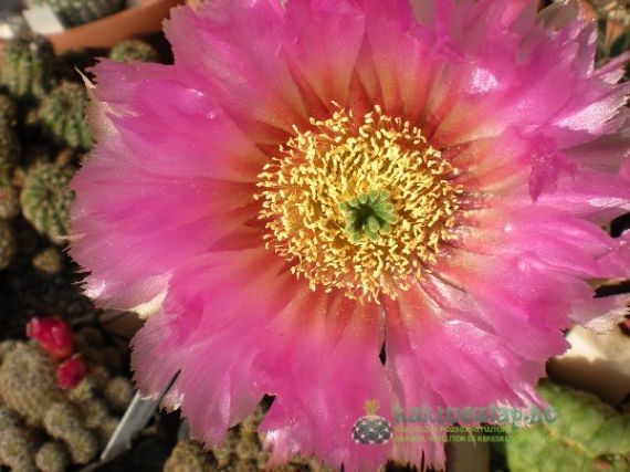 Teendők novemberben