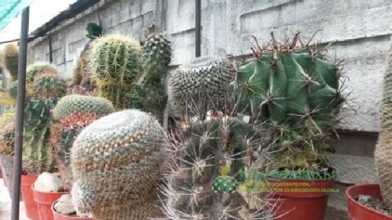 Látogatóban az Aztekium egyesület egyik alapító tagjánál, Puscac Jánosnál