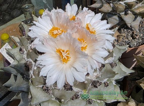 Teendők októberben