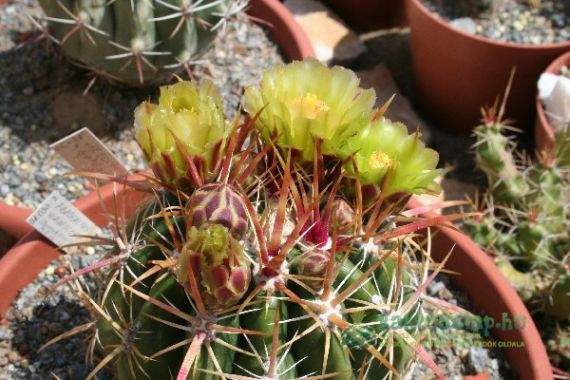 Ferocactus viridiscens var. viridescens, az első virágzó