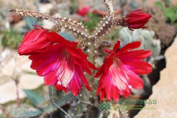 Heliocereus, avagy a „napkaktusz”