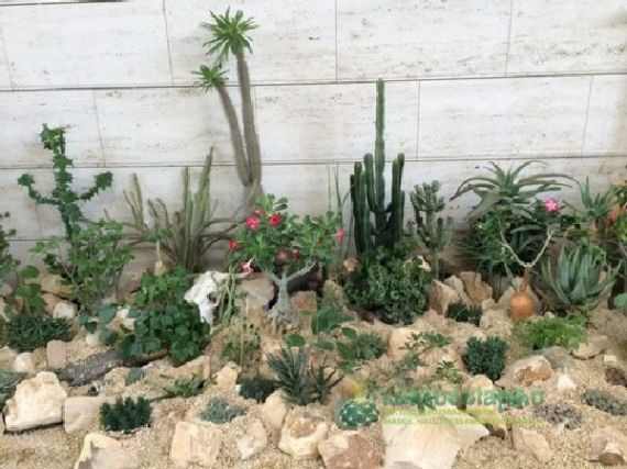 Debreceni kaktuszkiállítás 2014-ben