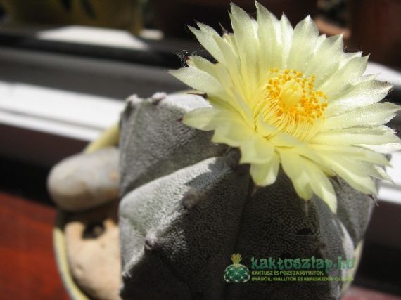 Kártevőkről és ellenségekről néhány mondatban