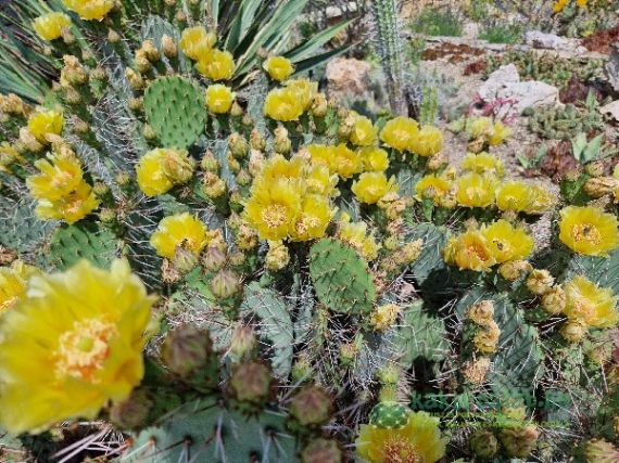 Gyomtalanítás a kaktuszok között villával