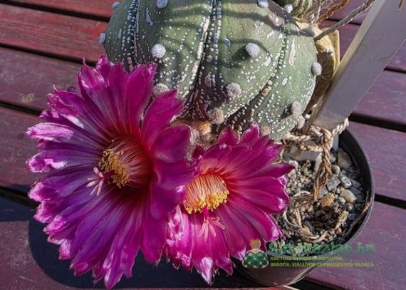 Miért nem virágzik a kaktuszom?