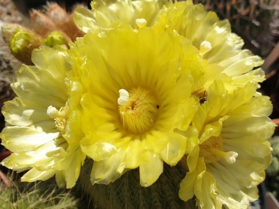 2020 legszebben virágzó kaktuszai